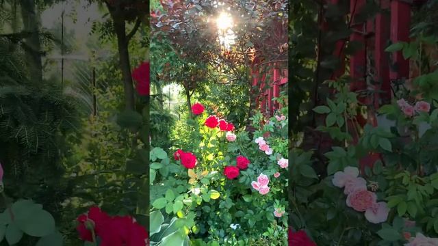 С 8 Марта! #рекомендации #8марта #праздник #розы #цветущийсад #сад #цветы #цветывсаду #дача #лето смотреть онлайн