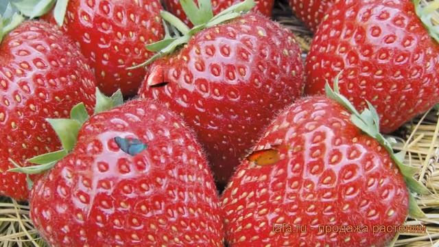 Земляника садовая Дали (fragaria dahli) ? Дали обзор: как сажать, рассада, саженцы земляники Дали смотреть онлайн