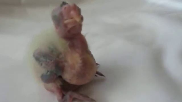 Птенец кореллы 10 дней смотреть онлайн