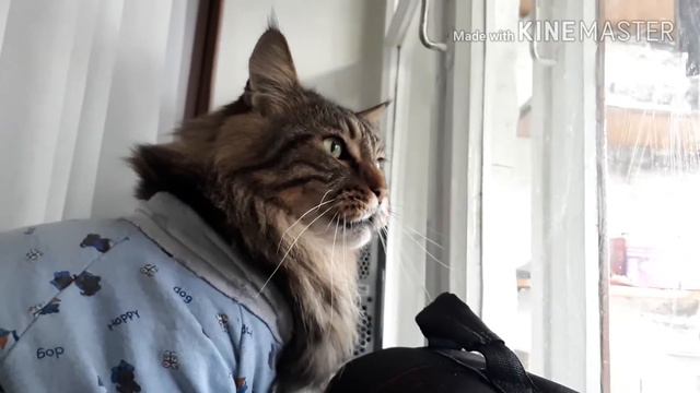 Кот и голуби смотреть онлайн