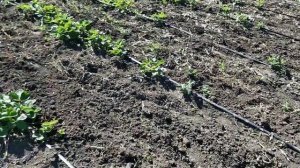 Чистка клубники, что нужно делать после сбора урожая с кустами.