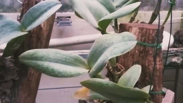 BELAS FLORAÇÕES DE CATTLEYA NOBILIOR DO ORQUIDARIO R B ORQUIDEAS смотреть онлайн