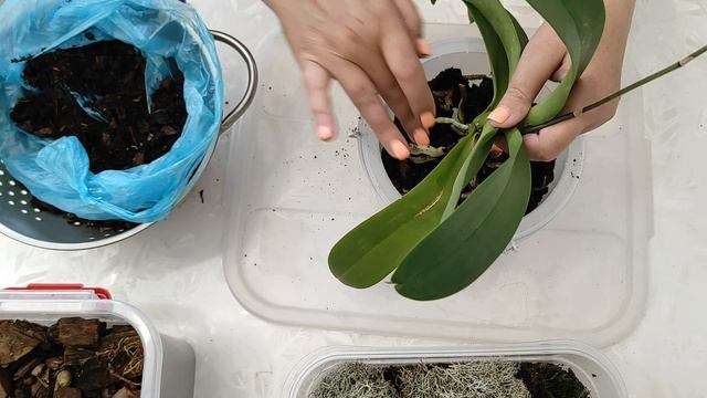 №482/ ПЕРЕСАДКА орхидеи BLACK PEARL по быстренькому смотреть онлайн