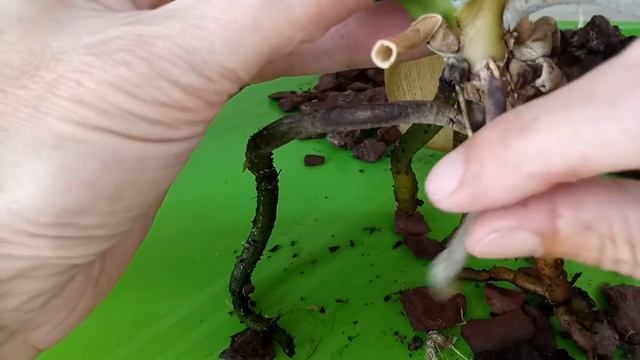 Орхидеи у подруги заболели ! Еду лечить !