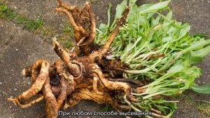 Мыльнянка базиликолистная(Saponaria ocymoides)