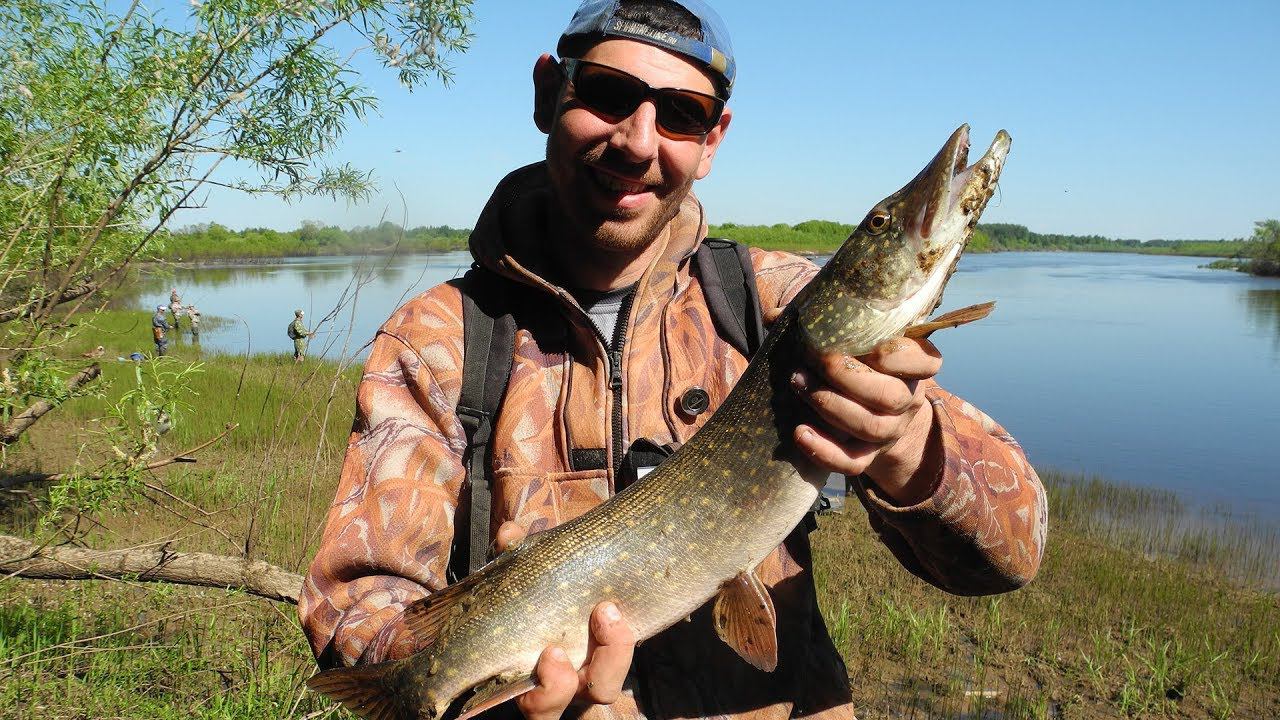 Щуки до 2 кг 310 г, лещи до 2 кг 700 г, язи до 800 г на фестивале Ветлужские рассветы 2018 смотреть онлайн