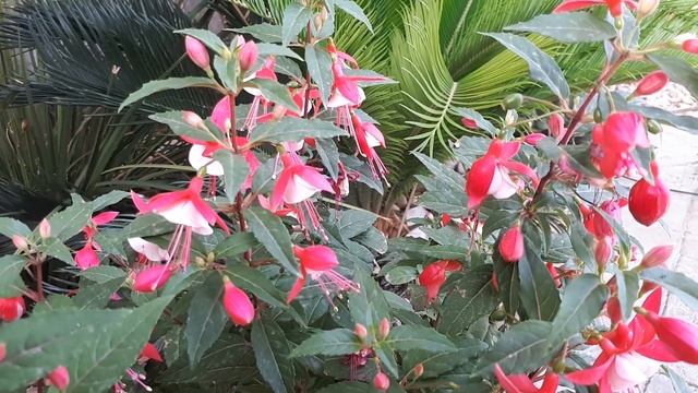 Fuchsia hybrida – grow & care (Beautiful Fuchsia plant) смотреть онлайн