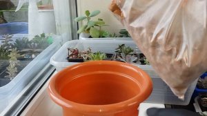 Черенкование колеусов и посадка черенков. Как сохранить колеусы зимой?