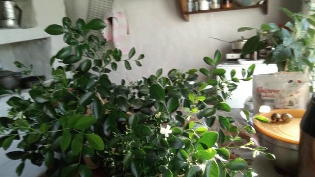 Муррайя. Растение после пересадки с обрезкой корневой системы. 2 дня прошло. Полет нормальный! смотреть онлайн