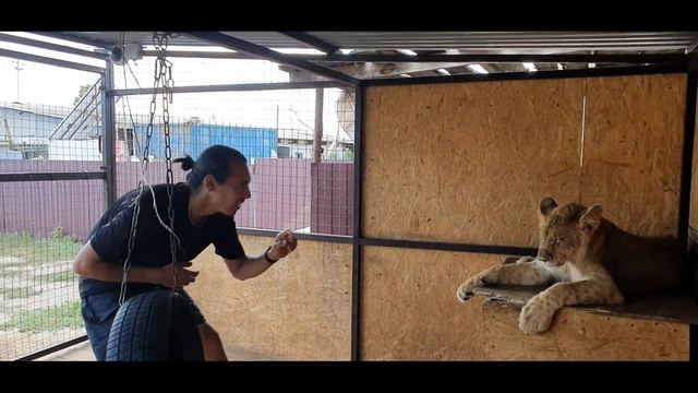 Остаться в живых в вольере с двумя львами. Как кинологам пришлось подружиться с крупными кошками. смотреть онлайн