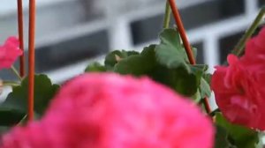 Пеларгония сорт Survivor Rosalinda