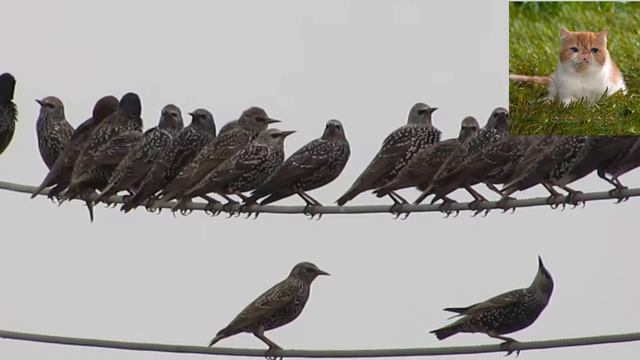 Обыкновенный скворец - Sturnus vulgaris смотреть онлайн