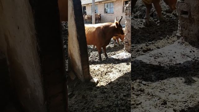 Калмыцкие быки,1часть смотреть онлайн