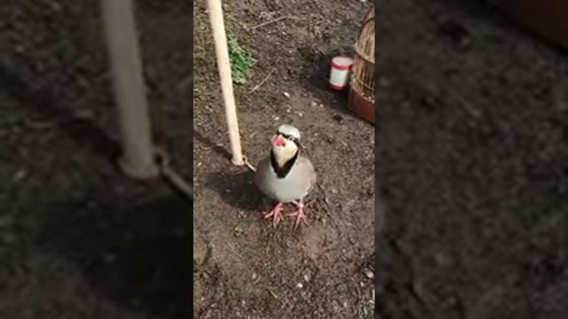 Кабка якумбор дар побанд задан смотреть онлайн