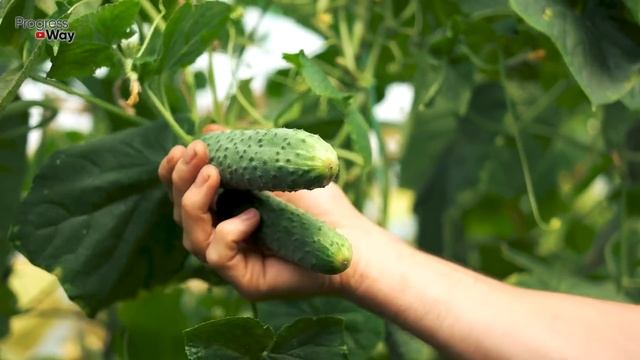 ДЕДУШКА РАЗВОДИЛ СОДУ И ПОЛИВАЛ ОГУРЦЫ В АВГУСТЕ! Соседи С Завистью Смотрели Наши Зеленые Грядки! смотреть онлайн