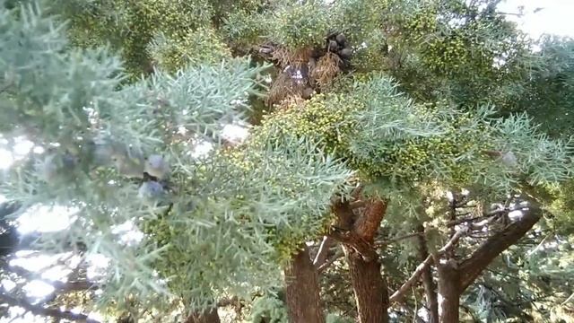 На территории санатория Голубая волна в Алуште смотреть онлайн