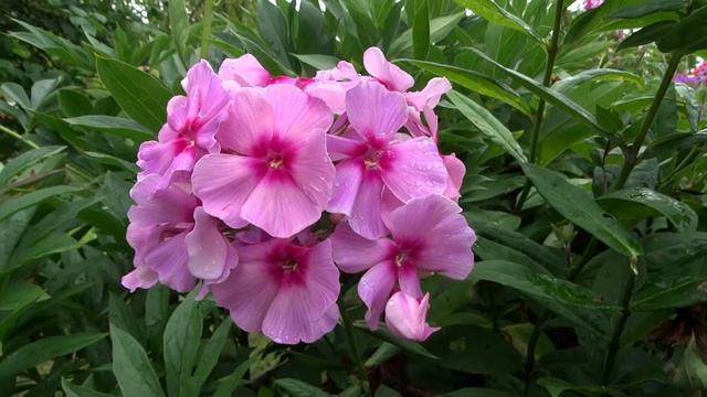 Флокс АННА МАРИЯ  обзор описание цветение отзыв.