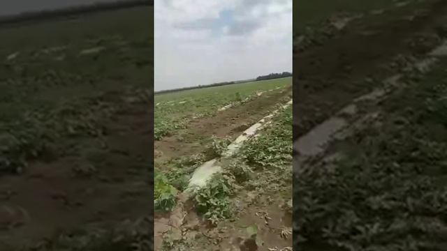 Отзыв о пленке Полимерного завода смотреть онлайн