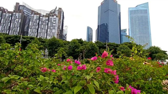 A Plenty Pots Of Bougainvillea in Singapore смотреть онлайн