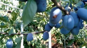 Слива Стенлей с прививкой Золотая капля. Прекрасно дополняют друг друга!