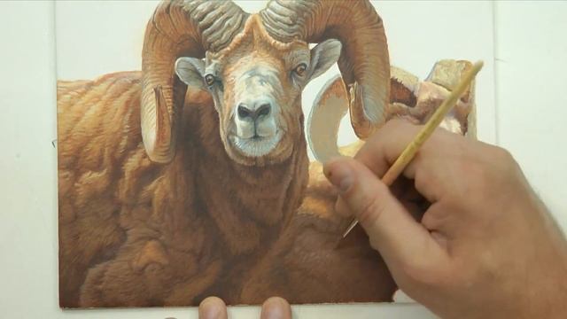 Painting Fur: Detailed Bighorn Sheep art instruction смотреть онлайн