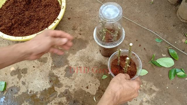 How to propagate a lemon tree from a branch successfully 100% смотреть онлайн