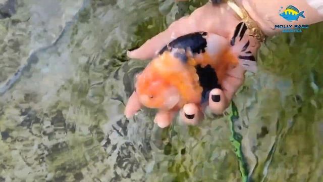 Super Adorable Goldfish - Extra Large Size Goldfish, Ranchu, Lion Head, Ryukin смотреть онлайн