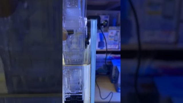 Bubble-Magus Mini Q Skimmer Test смотреть онлайн
