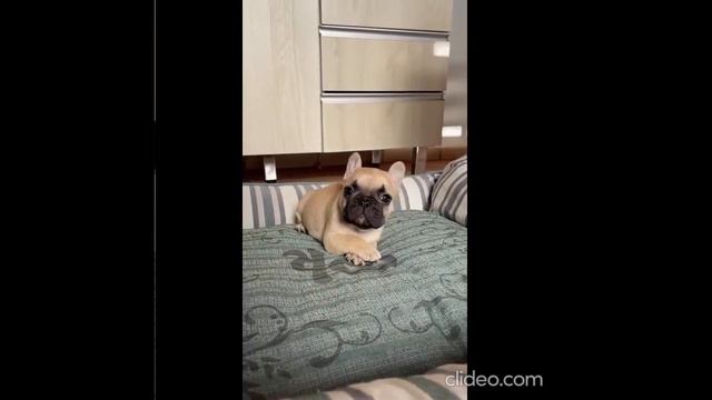 #animals 😁 #people 😆 #fails 😈 #funny 😹 #like 🤡 смотреть онлайн