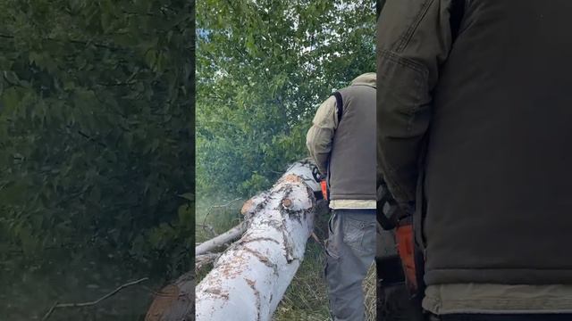 Сбор валежника