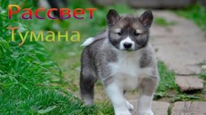Рассвет Тумана, у охотника Фёдора убили двух собак и не просто собак, а его верных друзей смотрите.