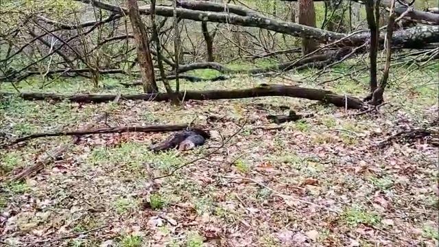2019 First day of turkey season with DPMS Oracle .223 2019E21 смотреть онлайн
