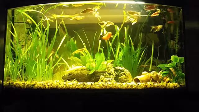 Мой Аквариум смотреть онлайн