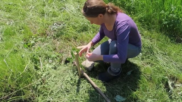 Саша косит, а я готовлю грядки, сажаю огурцы, томаты, перцы смотреть онлайн