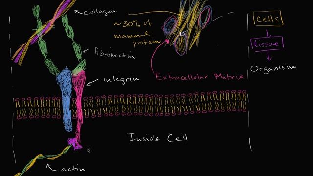 Extracellular matrix _ Structure of a cell _ Biology _ Khan Academy.mp4 смотреть онлайн