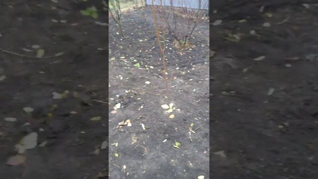 Колоновидные пладовоягодные деревья,почему именно они. смотреть онлайн