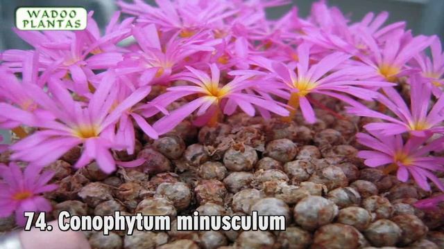 161 TIPOS DE CONOPHYTUM смотреть онлайн