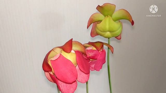 Цветение саррацении Стевенса Sarracenia "Stevensii" смотреть онлайн