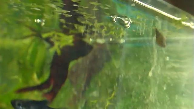 Рыбки петушки синий и красный гуляют в общем аквариуме. смотреть онлайн