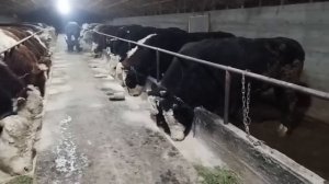 Откорм быков, вольный откорм быков стоит ли?! Нужны рабочие на откорм площадку.