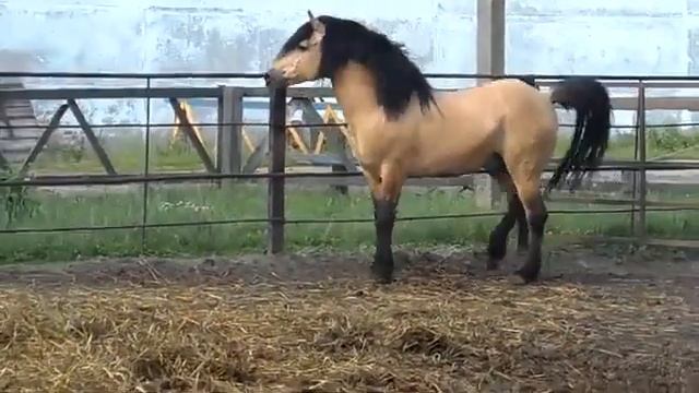 Белорусская упряжная смотреть онлайн