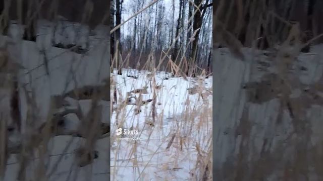 Камыш смотреть онлайн