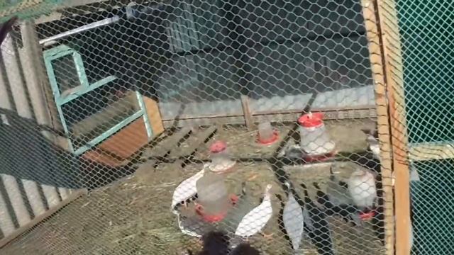 Деревенская жизнь на Кубани гуси кролики свиньи смотреть онлайн