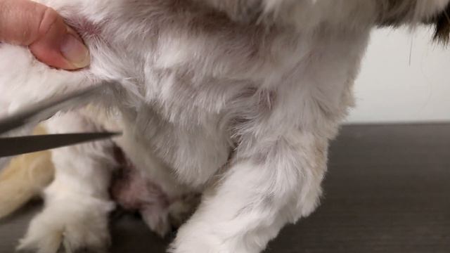 How to clip a shih tzu one length all over смотреть онлайн