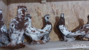 Андижанские голуби, чили.