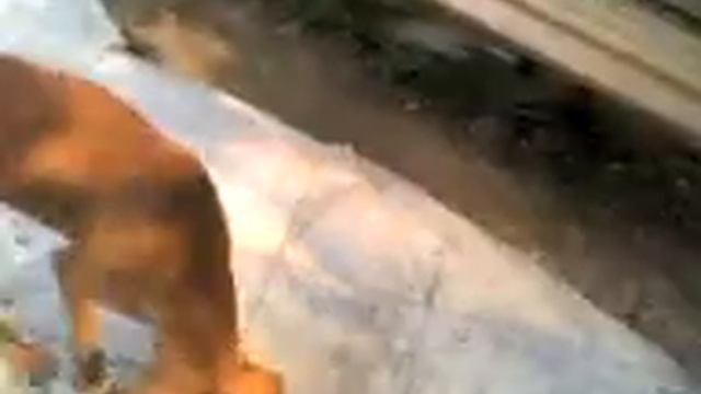 13. 09. 2007. Кормлю бродячих собак. смотреть онлайн