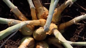 Старорусские сорта семейного крупнопноплодного  лука