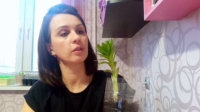 Как растет лилия, посаженная дома луковицей смотреть онлайн