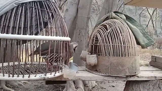 Бахси нар Кабкхо мархамад тамошо кунед 2020 Горная Куропатка Кеклик вТаджикистане Памир 2020 Keklik смотреть онлайн