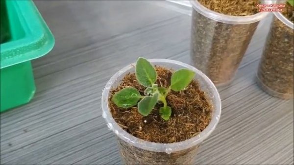 ГЛОКСИНИИ из СЕМЯН от А до Я ? КАК ВЫРАСТИТЬ⁉️